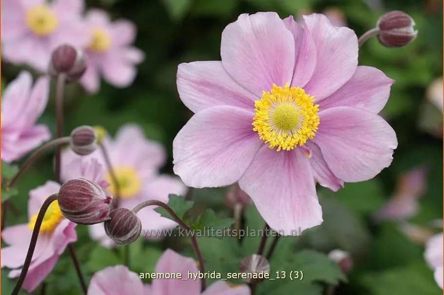 Anemone hybrida 'Serenade'