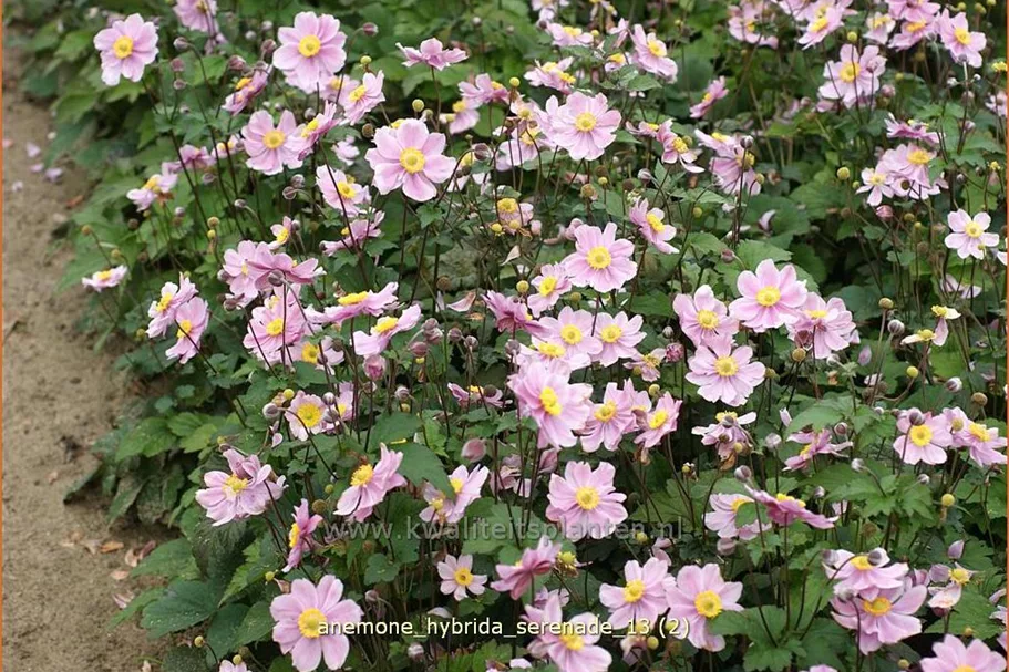 Anemone hybrida 'Serenade'