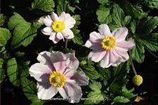 Anemone hybrida 'Serenade'