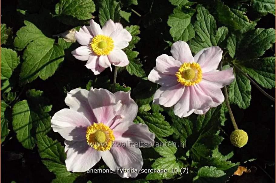 Anemone hybrida 'Serenade'
