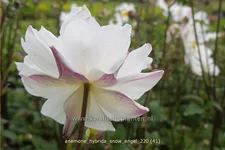 Anemone hybrida 'Snow Angel'