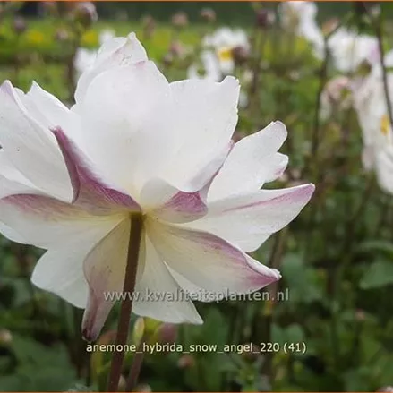 Anemone hybrida 'Snow Angel'