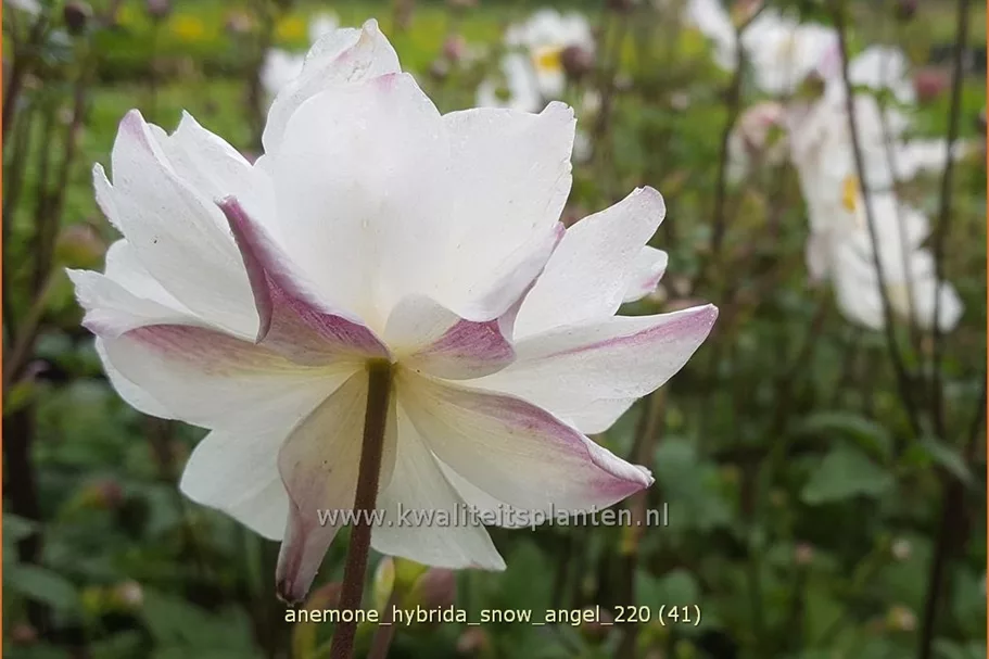 Anemone hybrida 'Snow Angel'