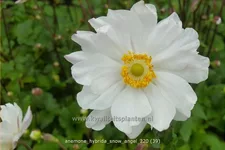 Anemone hybrida 'Snow Angel'