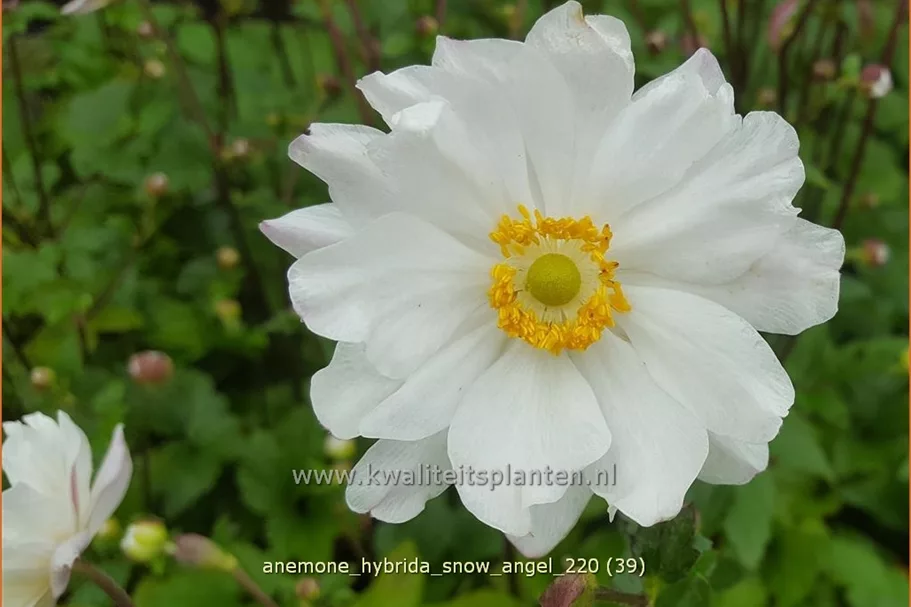 Anemone hybrida 'Snow Angel'