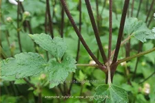 Anemone hybrida 'Snow Angel'