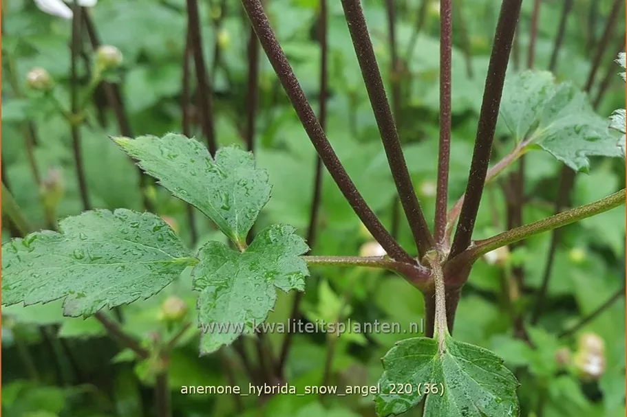 Anemone hybrida 'Snow Angel'
