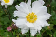 Anemone hybrida 'Snow Angel'