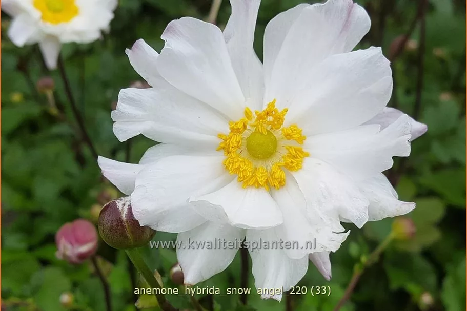 Anemone hybrida 'Snow Angel'