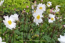 Anemone hybrida 'Snow Angel'