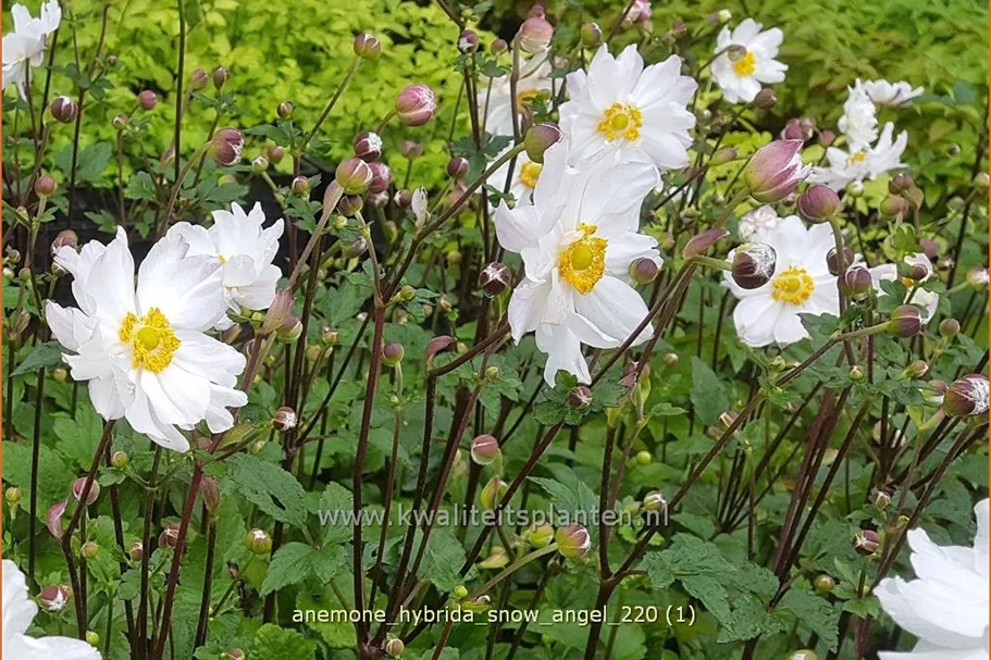 Anemone hybrida 'Snow Angel'