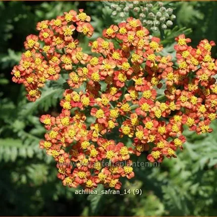 Achillea millefolium 'Safran'