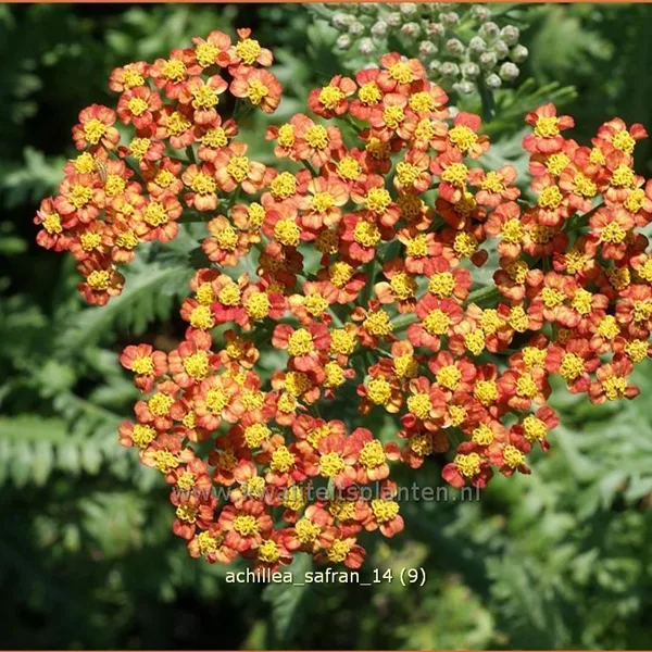 Achillea millefolium 'Safran'