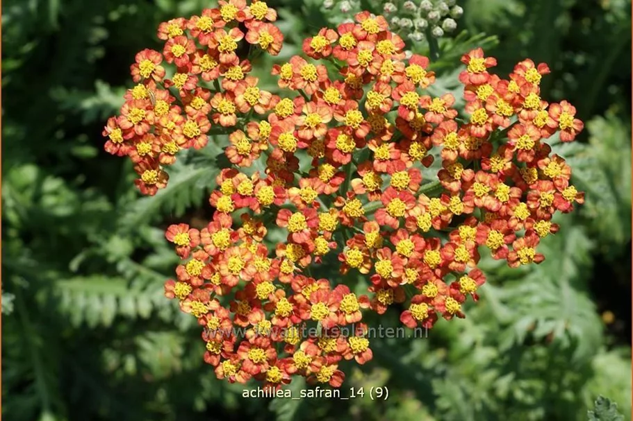 Achillea millefolium 'Safran'