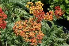 Achillea millefolium 'Safran'