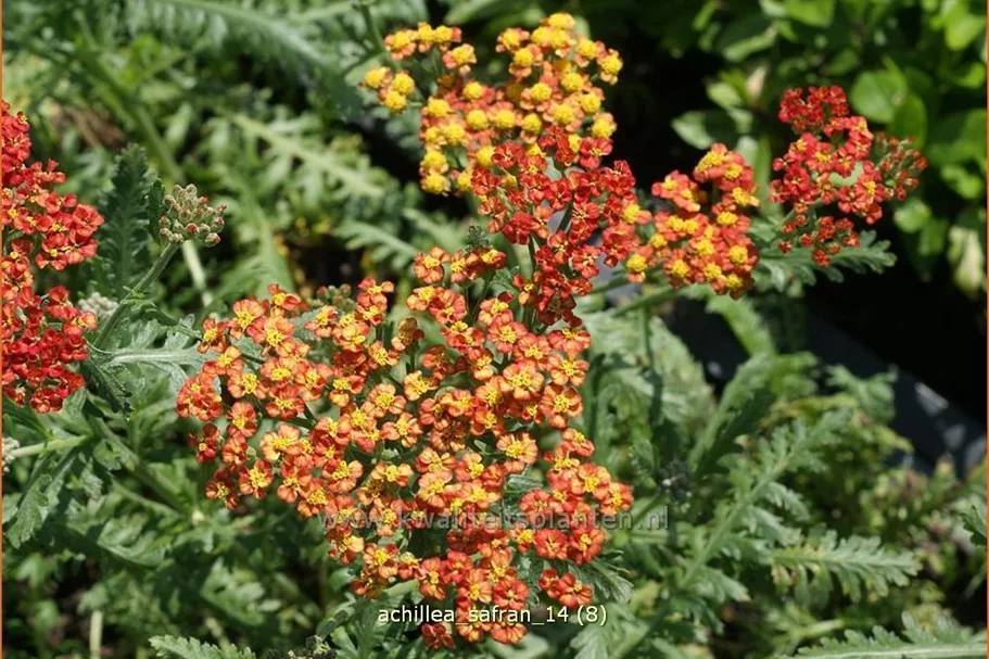 Achillea millefolium 'Safran'