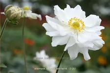 Anemone hybrida 'Whirlwind'