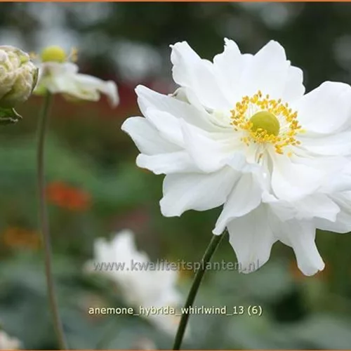 Anemone hybrida 'Whirlwind'