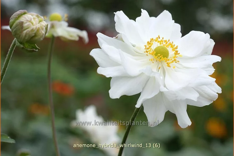 Anemone hybrida 'Whirlwind'