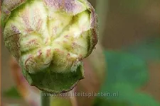 Anemone hybrida 'Whirlwind'