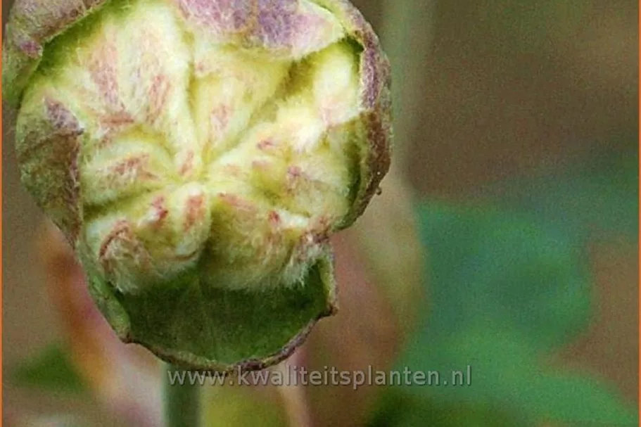 Anemone hybrida 'Whirlwind'