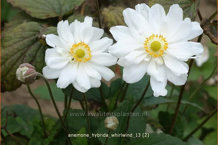 Anemone hybrida 'Whirlwind'
