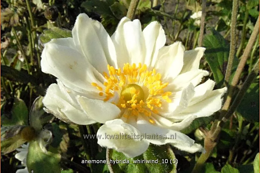 Anemone hybrida 'Whirlwind'