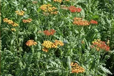 Achillea millefolium 'Safran'