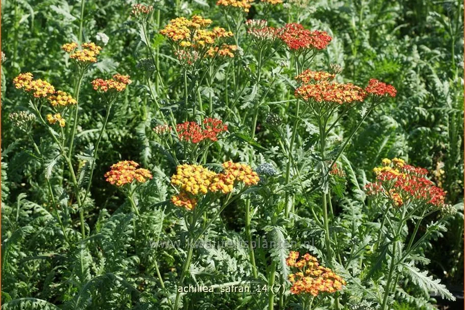 Achillea millefolium 'Safran'