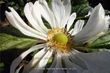 Anemone hybrida 'Whirlwind'