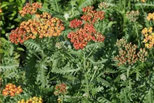 Achillea millefolium 'Safran'