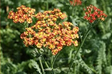 Achillea millefolium 'Safran'
