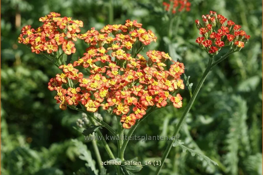 Achillea millefolium 'Safran'