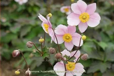 Anemone hupehensis 'September Charm'