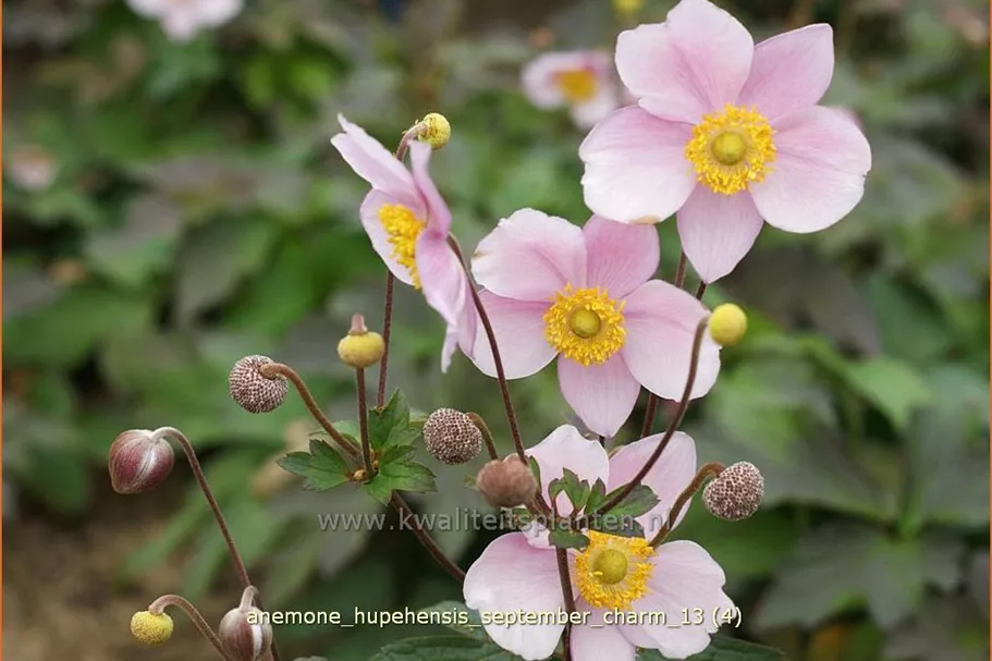 Anemone hupehensis 'September Charm'