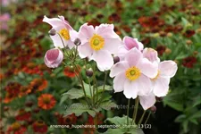 Anemone hupehensis 'September Charm'