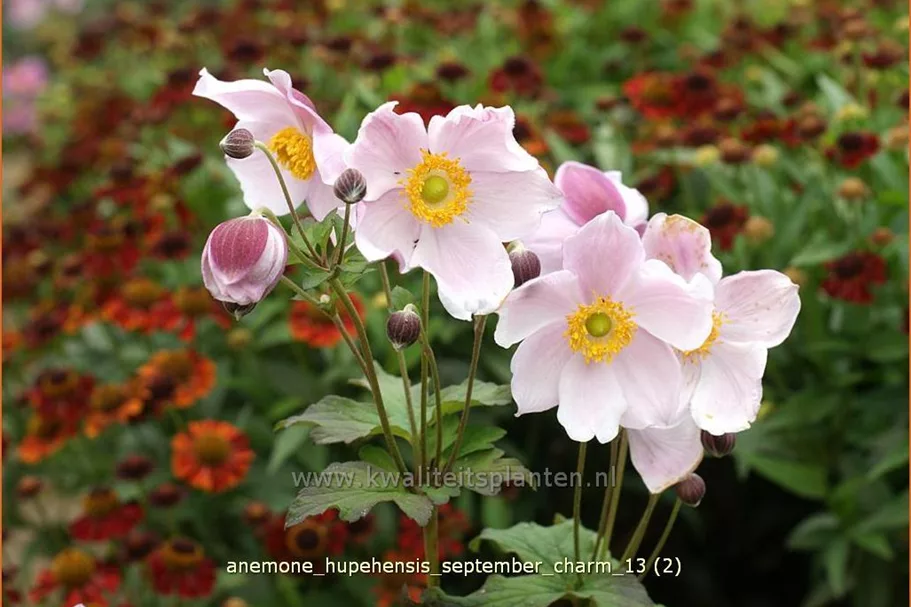 Anemone hupehensis 'September Charm'