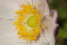 Anemone hupehensis 'September Charm'