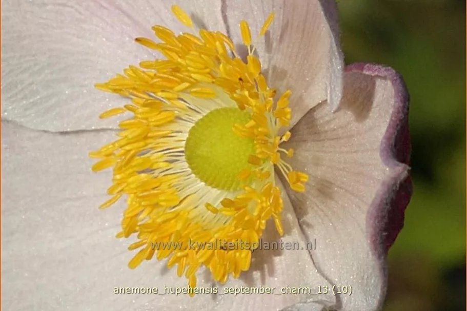 Anemone hupehensis 'September Charm'