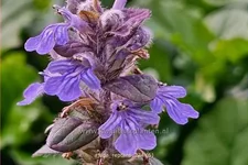 Ajuga reptans