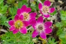 Anemone multifida 'Annabella Deep Rose'