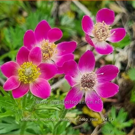 Anemone multifida 'Annabella Deep Rose'