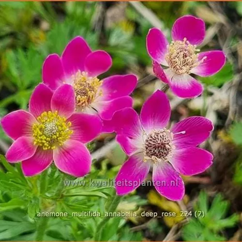 Anemone multifida 'Annabella Deep Rose'