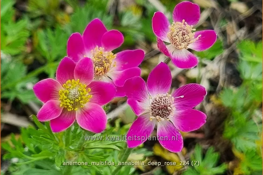 Anemone multifida 'Annabella Deep Rose'