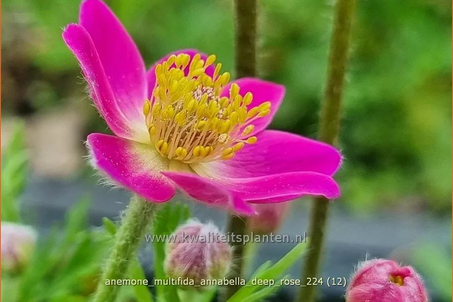 Anemone multifida 'Annabella Deep Rose'