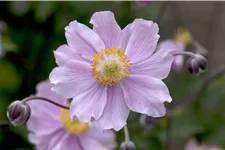 Anemone hupehensis 'September Charm'