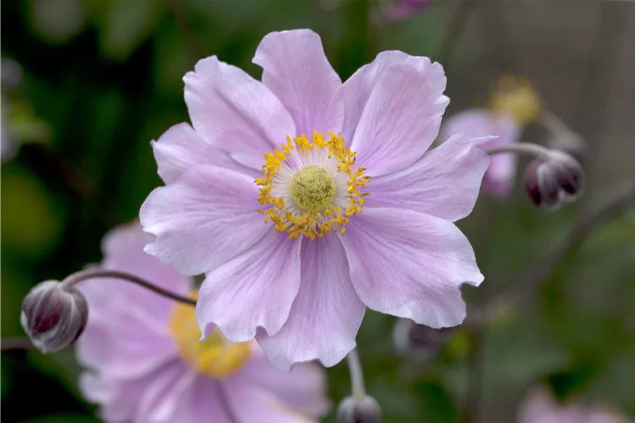 Anemone hupehensis 'September Charm'