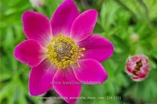 Anemone multifida 'Annabella Deep Rose'