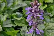 Ajuga reptans