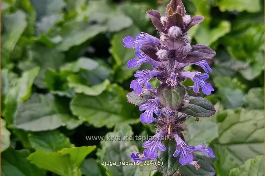 Ajuga reptans